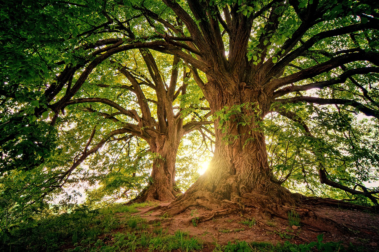 Kořeny lesa